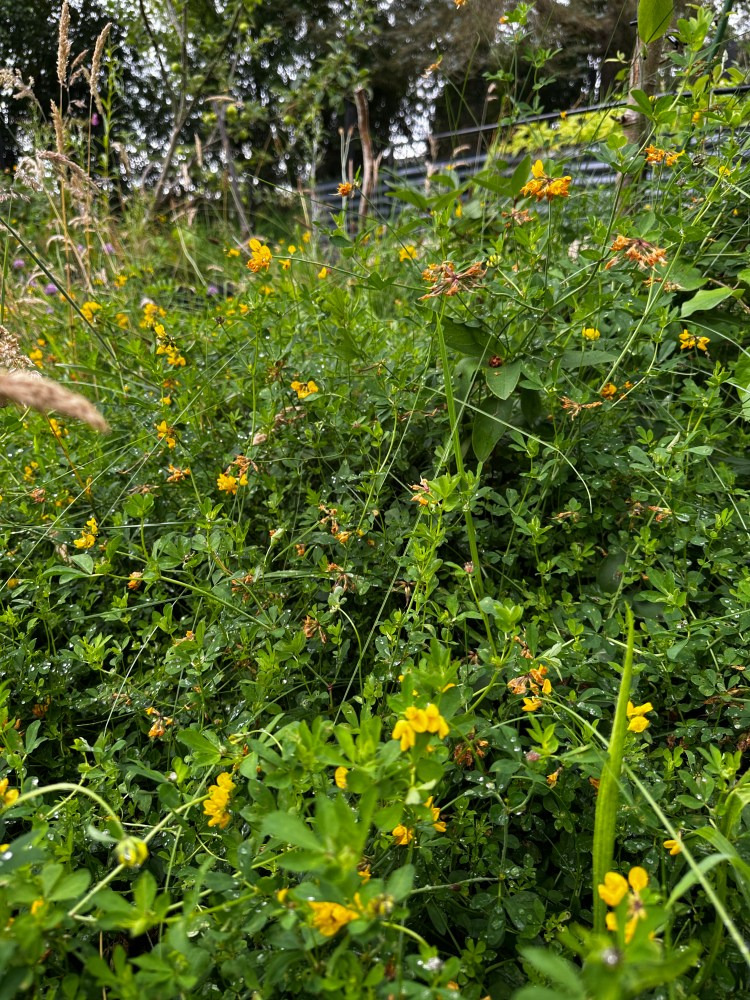 Naturally Stopping Weeds in the Garden: Using Cover Crops and Living Ground Covers