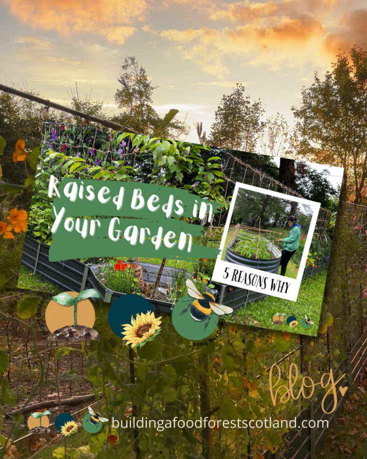 5 Reasons Why You Should Use Raised Beds in Your Garden