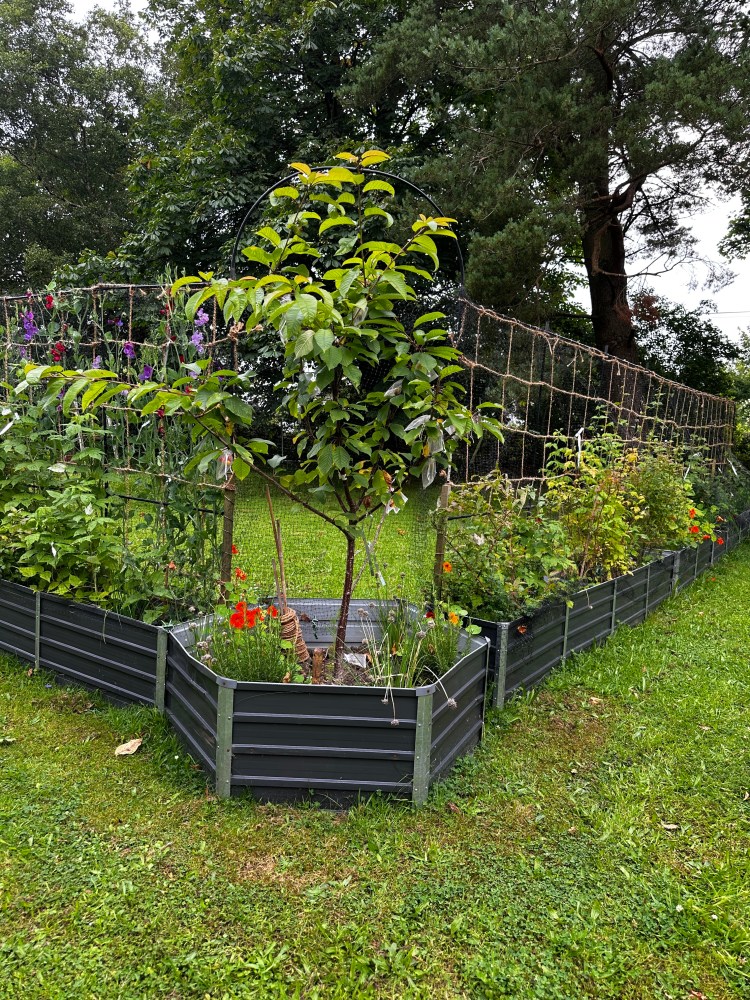 5 Reasons Why You Should Use Raised Beds in Your Garden