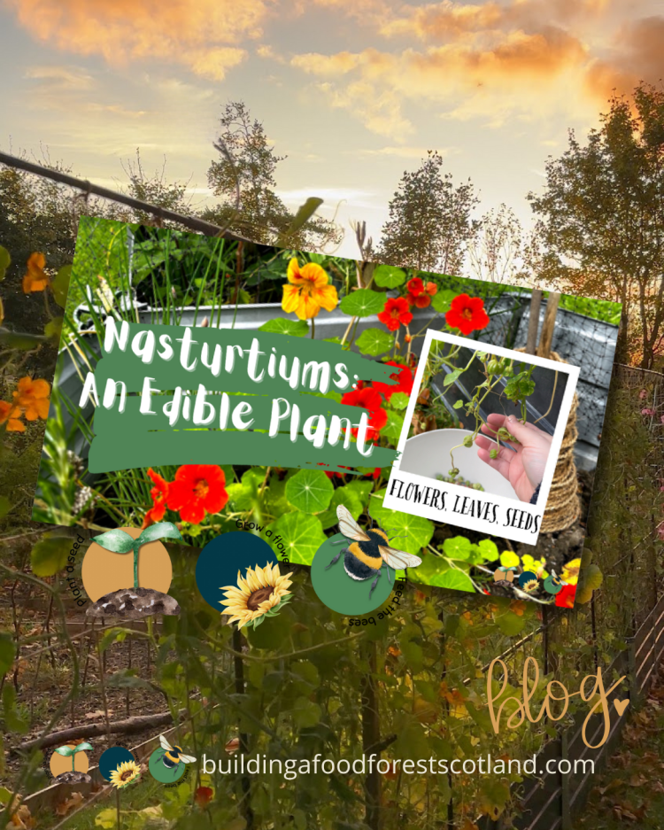 Nasturtiums: Edible Flowers, Leaves, Seeds & Natural Pest Protection