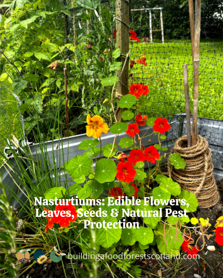 Nasturtiums: Edible Flowers, Leaves, Seeds & Natural Pest Protection