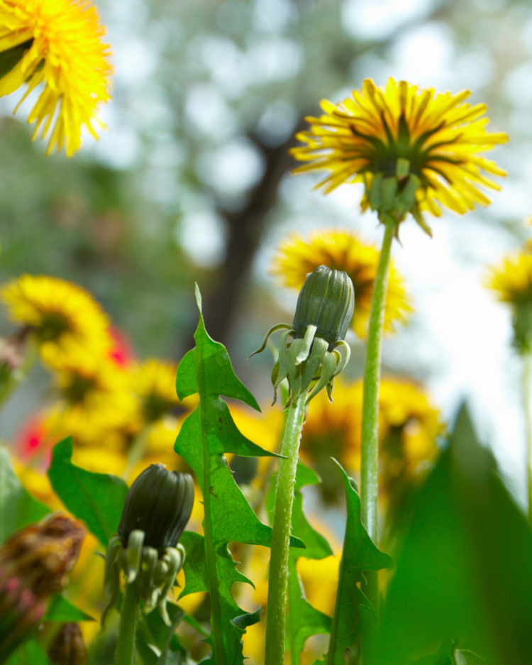 The Misunderstood Dandelion: Why This "Weed" Deserves Our Respect