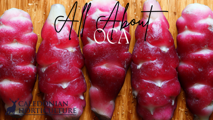 Oca Guides to the Fruits, Herbs & Edible Flowers We Grow: Cultivation, Care & Harvesting