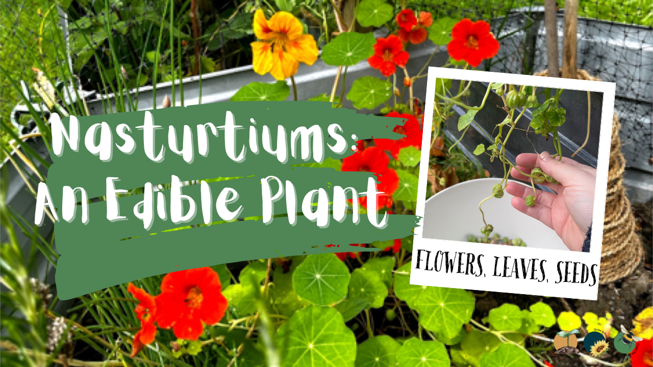 Nasturtiums: Edible Flowers, Leaves, Seeds & Natural Pest Protection