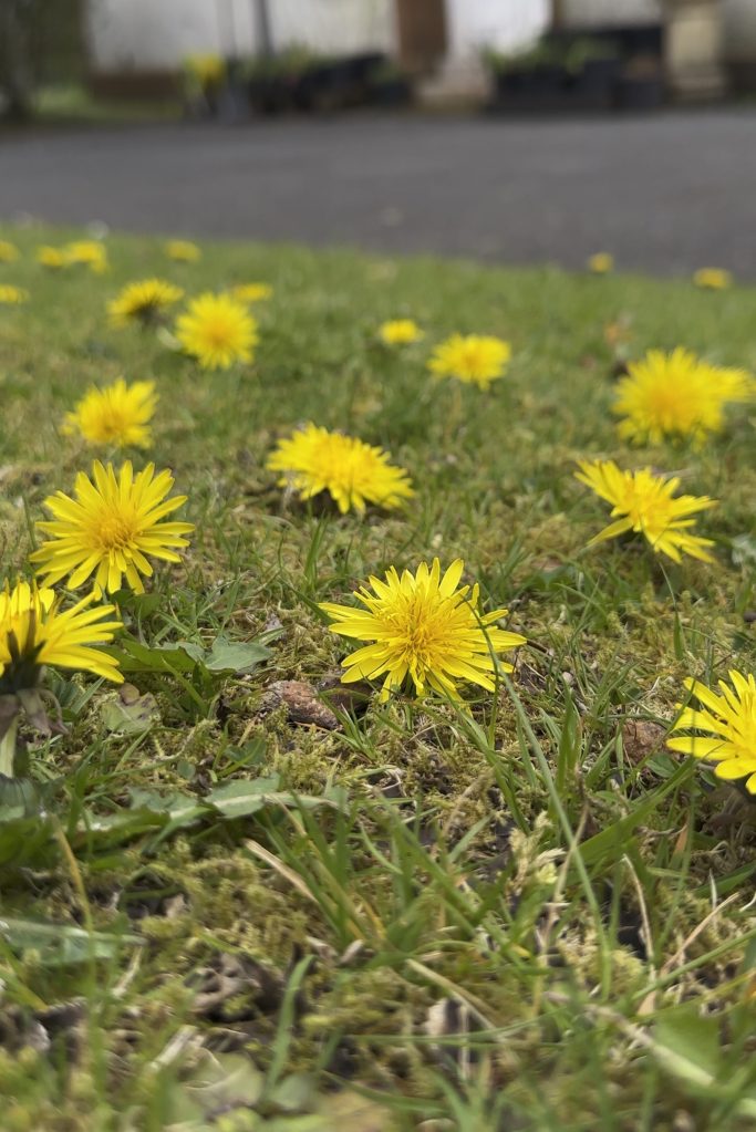 The Misunderstood Dandelion: Why This "Weed" Deserves Our Respect