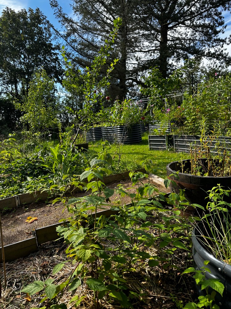 Scottish Garden, Food Forest, Raised Bed Gardening, Kitchen Courtyard