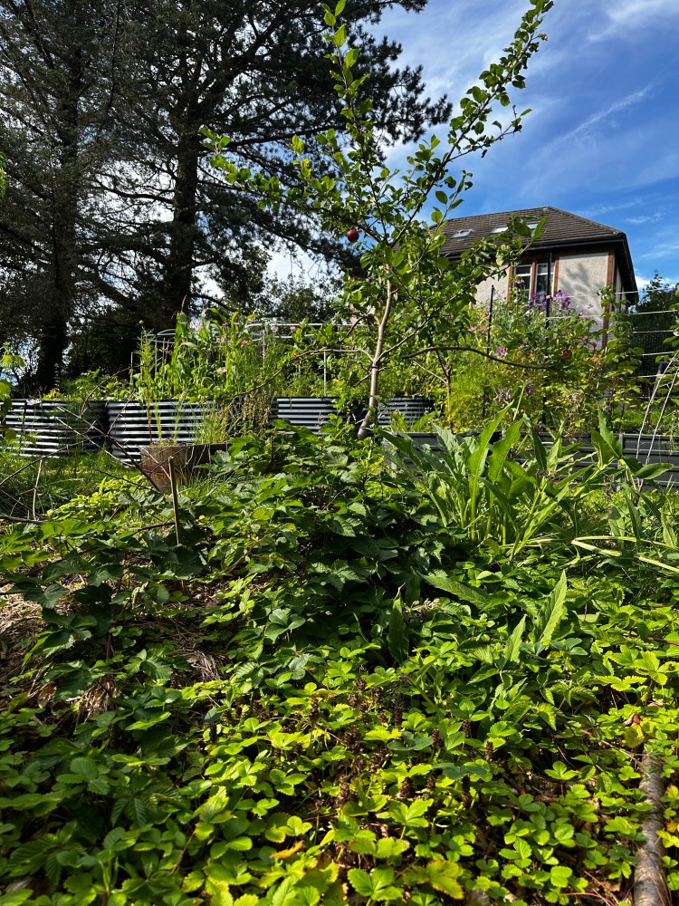 Scottish Garden, Food Forest, Raised Bed Gardening, Kitchen Courtyard