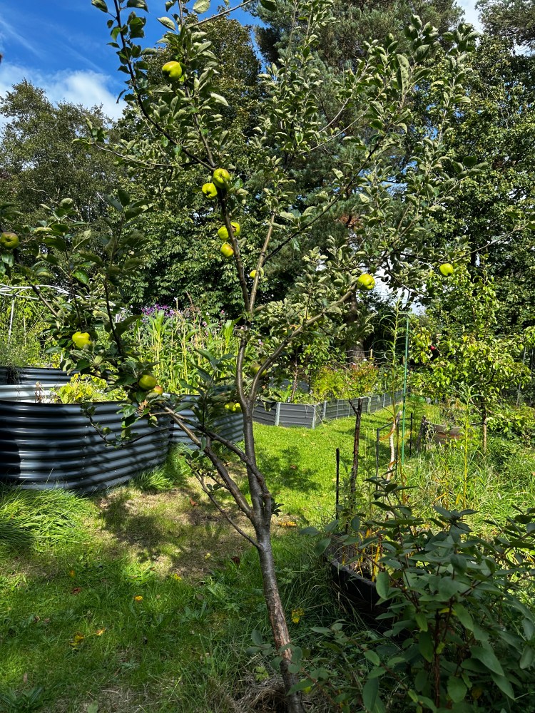 Scottish Garden, Food Forest, Raised Bed Gardening, Kitchen Courtyard