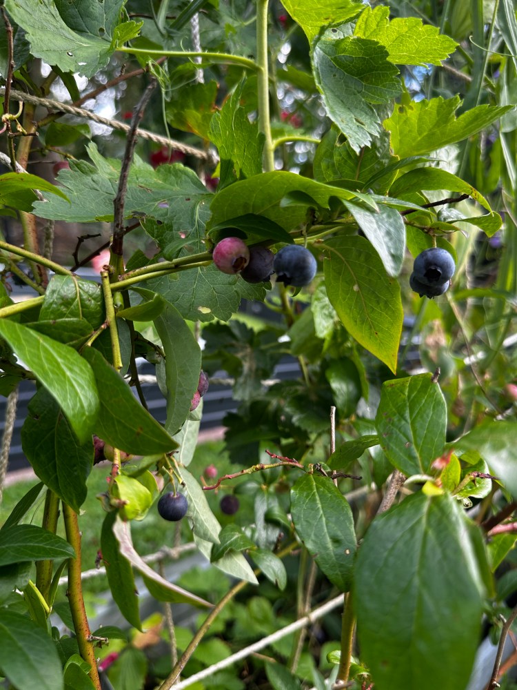 Jerusalem artichokes rise tall and leafy in the raised beds, their sunflower-like blooms brightening the September garden. Beneath the soil, knobbly tubers are forming, ready to be lifted after the first frosts. Hardy and undemanding, they provide a reliable winter crop with a nutty, earthy flavour that makes them as valuable in the kitchen as they are striking in the garden.