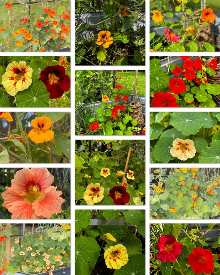 Why Every Gardener Needs Nasturtiums: Edible Flowers, Leaves, Seeds & Natural Pest Protection