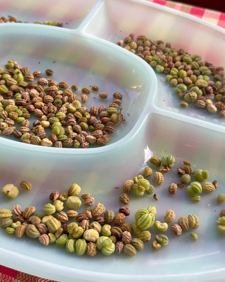 Why Every Gardener Needs Nasturtiums: Edible Flowers, Leaves, Seeds & Natural Pest Protection