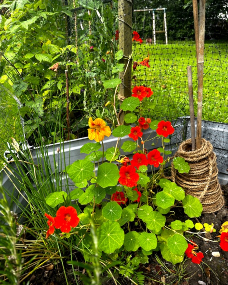 Why Every Gardener Needs Nasturtiums: Edible Flowers, Leaves, Seeds & Natural Pest Protection
