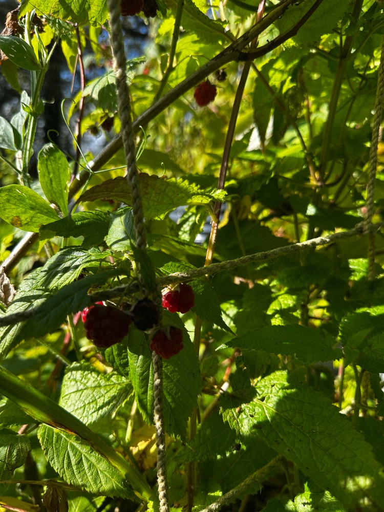 Jerusalem artichokes rise tall and leafy in the raised beds, their sunflower-like blooms brightening the September garden. Beneath the soil, knobbly tubers are forming, ready to be lifted after the first frosts. Hardy and undemanding, they provide a reliable winter crop with a nutty, earthy flavour that makes them as valuable in the kitchen as they are striking in the garden.