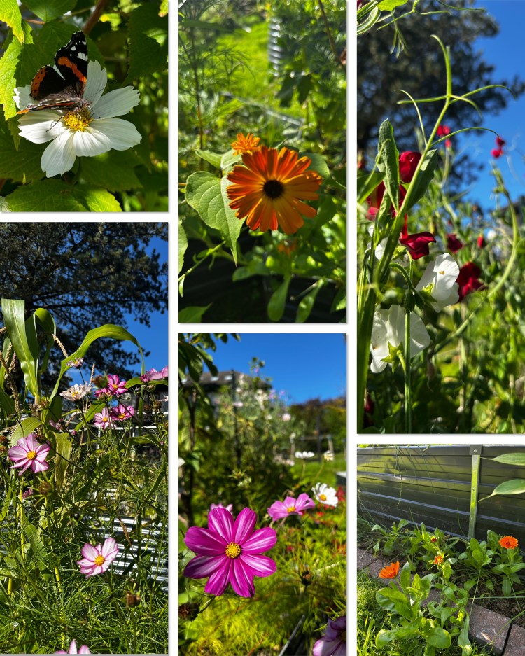 Scottish Garden, Food Forest, Raised Bed Gardening, Kitchen Courtyard