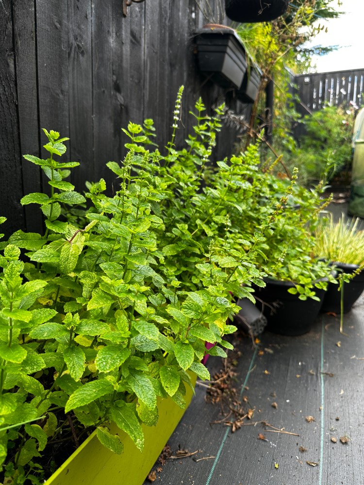 Scottish Garden, Food Forest, Raised Bed Gardening, Kitchen Courtyard