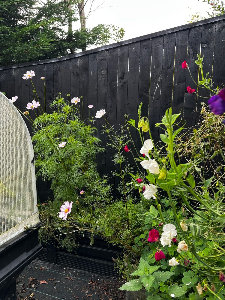 Scottish Garden, Food Forest, Raised Bed Gardening, Kitchen Courtyard