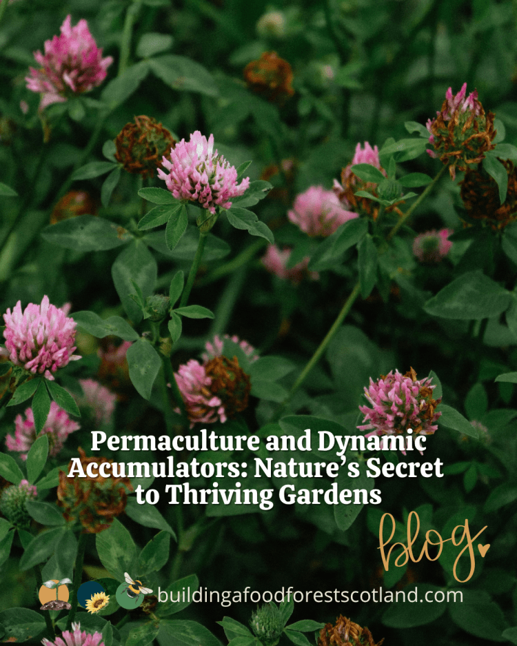 Permaculture and Dynamic Accumulators: Nature’s Secret to Thriving Gardens