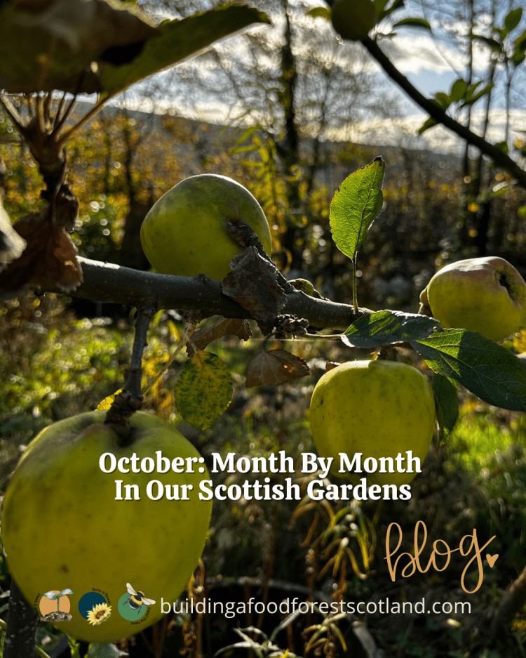 October: Month By Month In Our Scottish Gardens