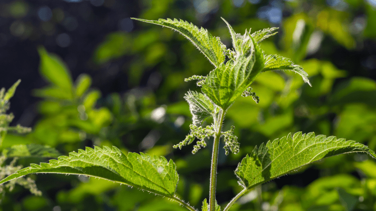 Permaculture and Dynamic Accumulators: Nature’s Secret to Thriving Gardens shining nettles 