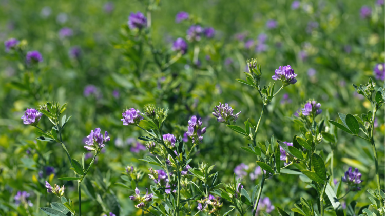 Permaculture and Dynamic Accumulators: Nature’s Secret to Thriving Gardens alfalfa