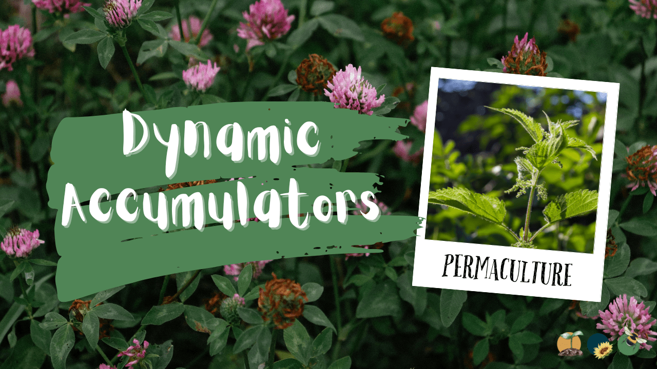Permaculture and Dynamic Accumulators: Nature’s Secret to Thriving Gardens