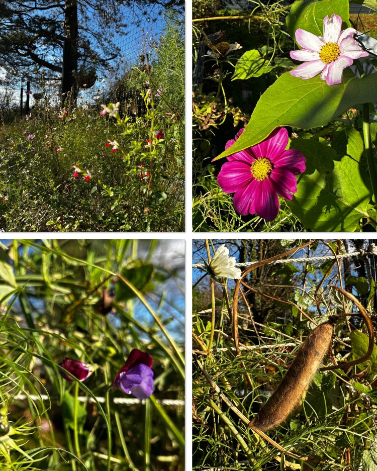 October: Month By Month In Our Scottish Gardens