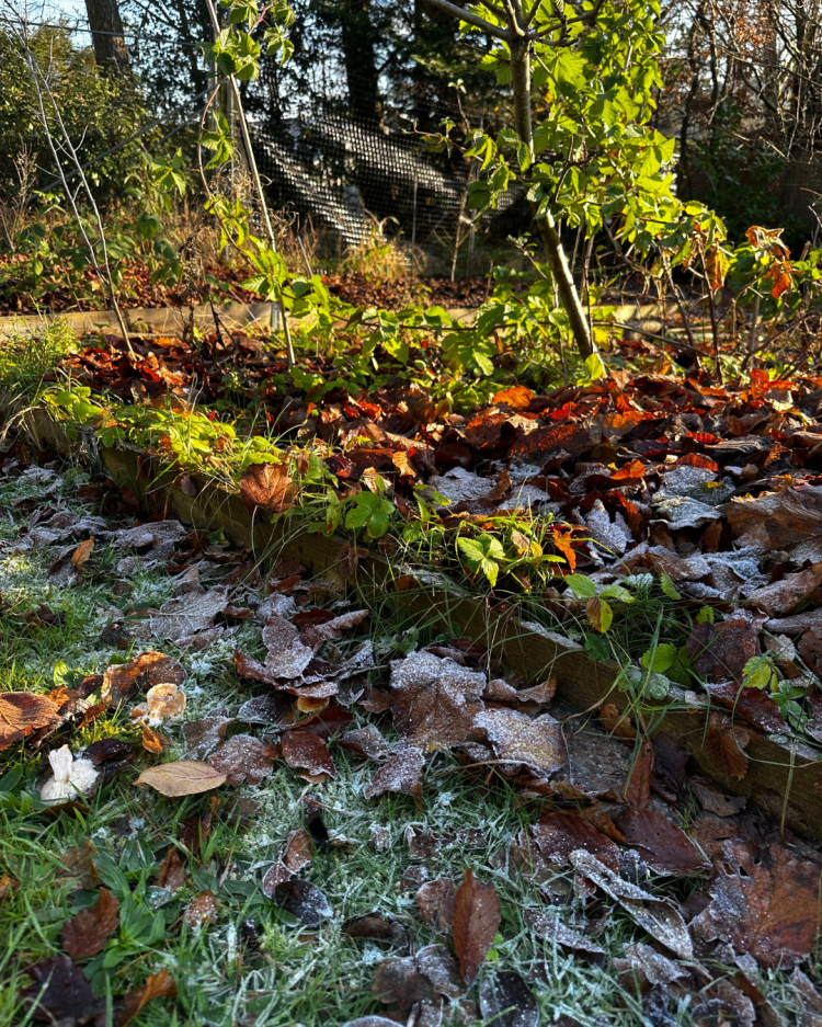 November: Month By Month In Our Scottish Gardens