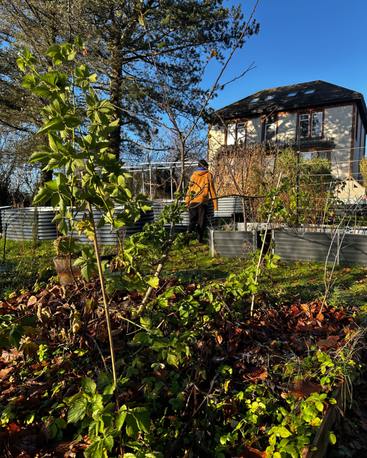 November: Month By Month In Our Scottish Gardens