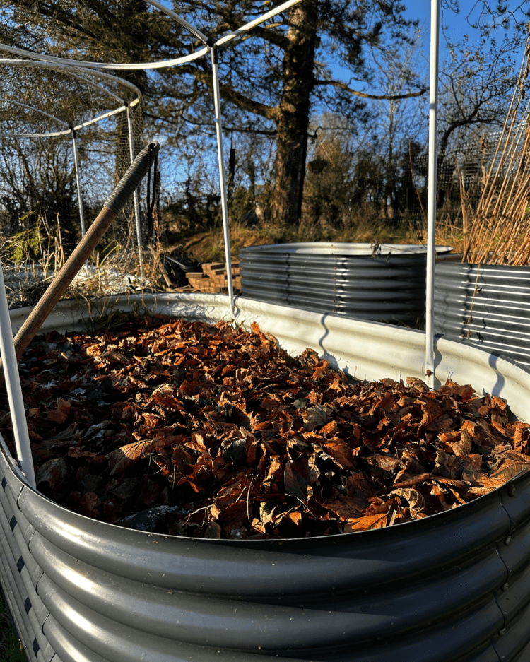 November: Month By Month In Our Scottish Gardens