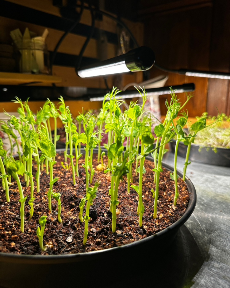 November: Month By Month In Our Scottish Gardens