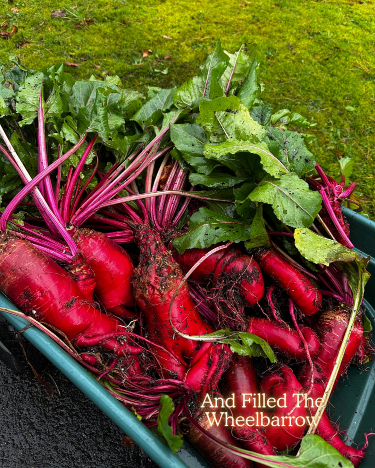 Mangelwurzel: The Underrated Giant Beet Worth Growing In The UK