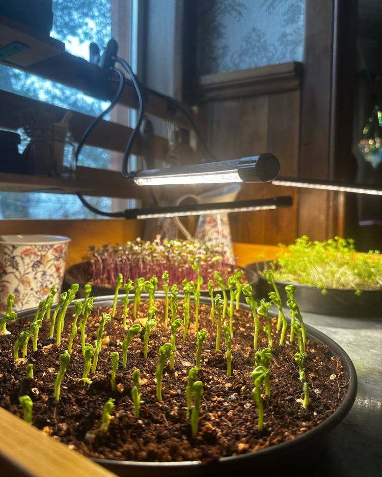 November: Month By Month In Our Scottish Gardens