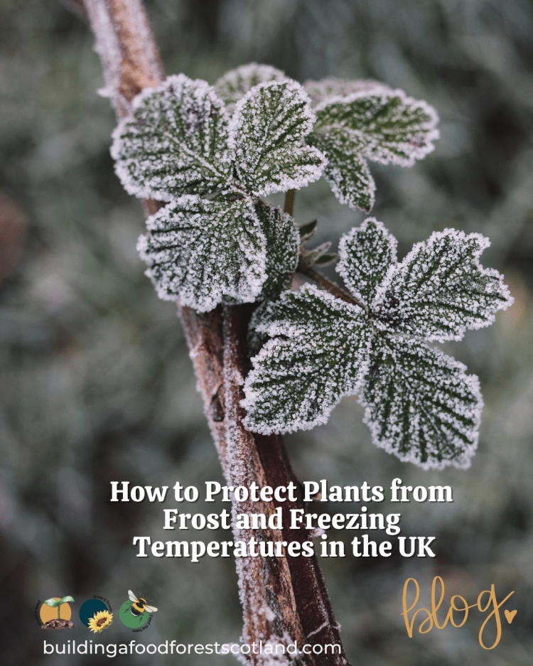 How to Protect Plants from Frost and Freezing Temperatures in the UK