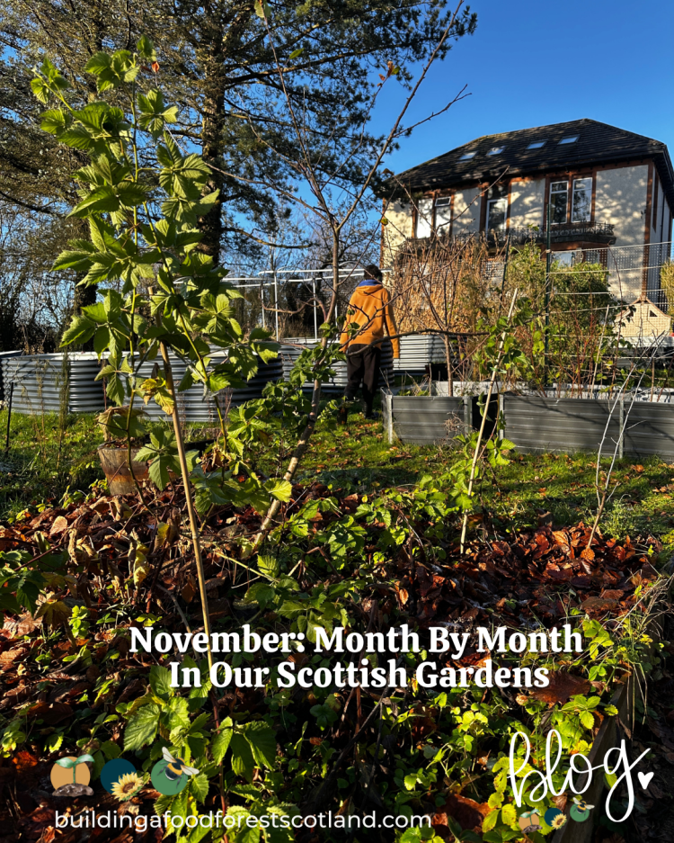 November: Month By Month In Our Scottish Gardens