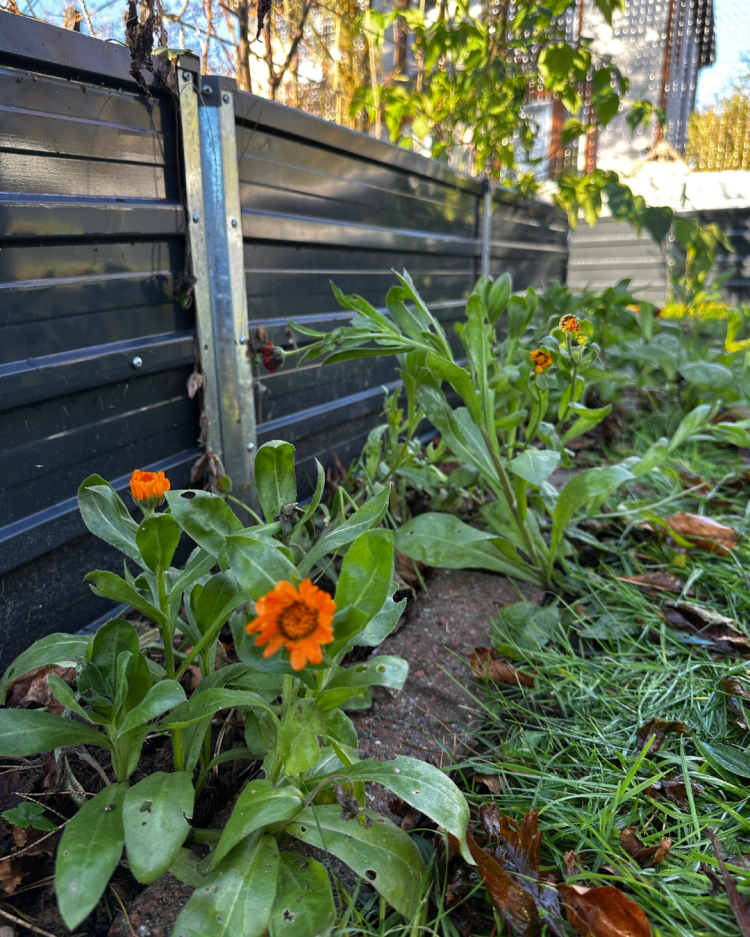 November: Month By Month In Our Scottish Gardens