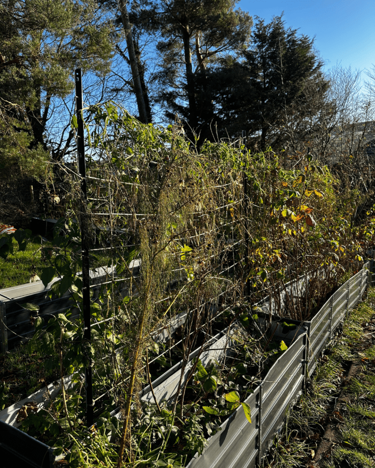 November: Month By Month In Our Scottish Gardens