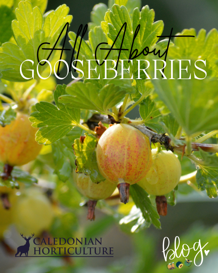 All About Series: Growing, Sowing, Caring For Gooseberries
