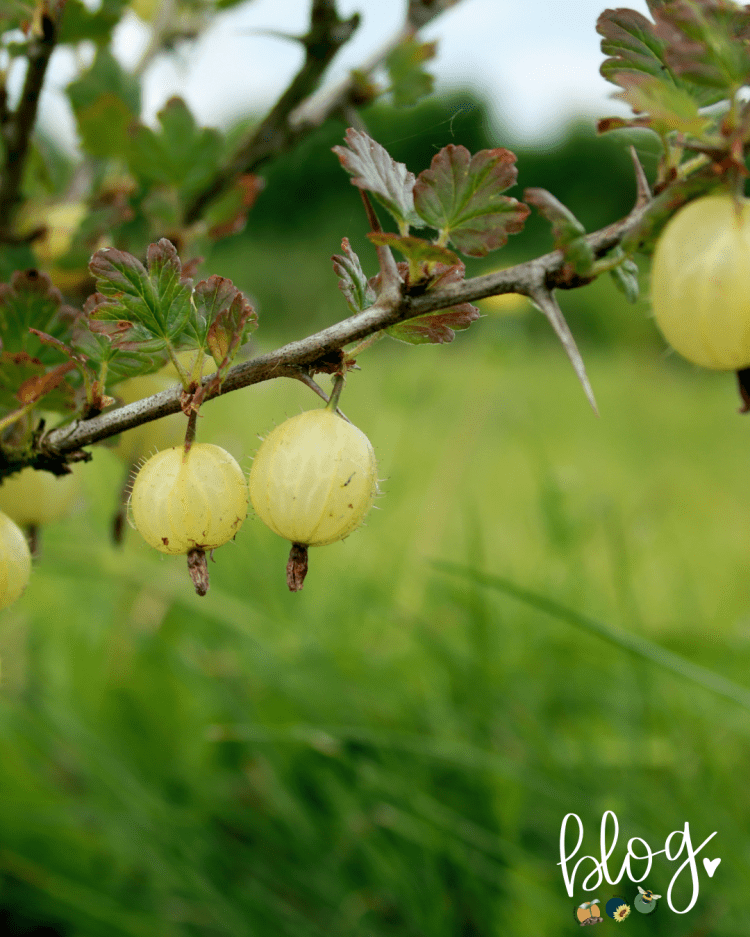 All About Series: Growing, Sowing, Caring For Gooseberries