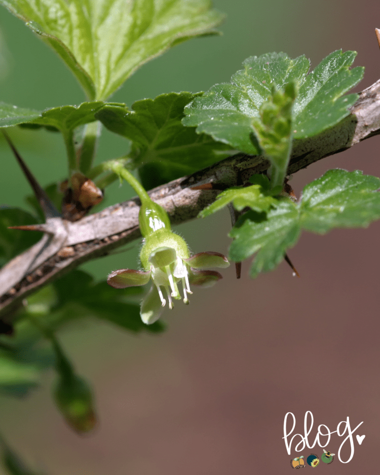 All About Series: Growing, Sowing, Caring For Gooseberries