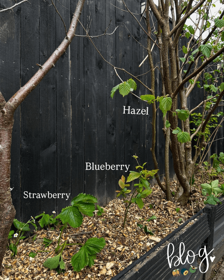 All About Series: Growing, Sowing, Caring For Hazel Trees