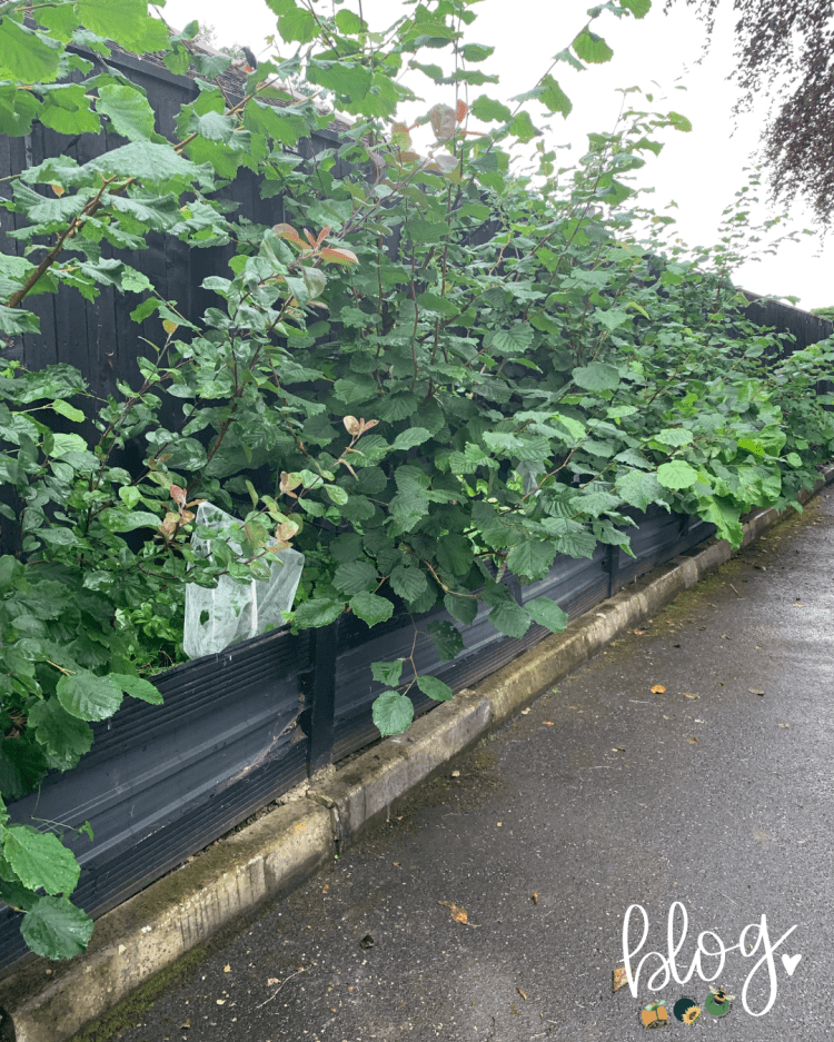 All About Series: Growing, Sowing, Caring For Hazel Trees