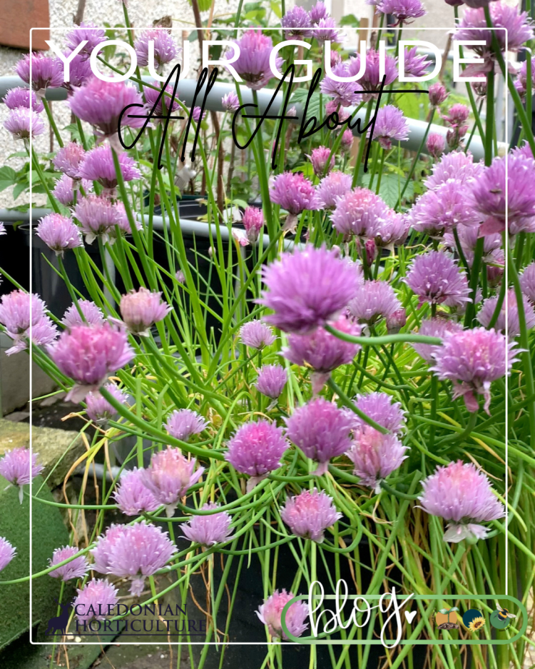 All About Series: Growing, Sowing, Caring For Chives