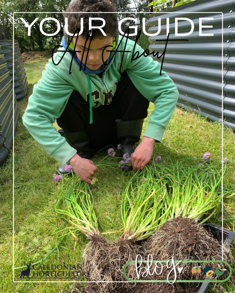 All About Series: Growing, Sowing, Caring For Chives