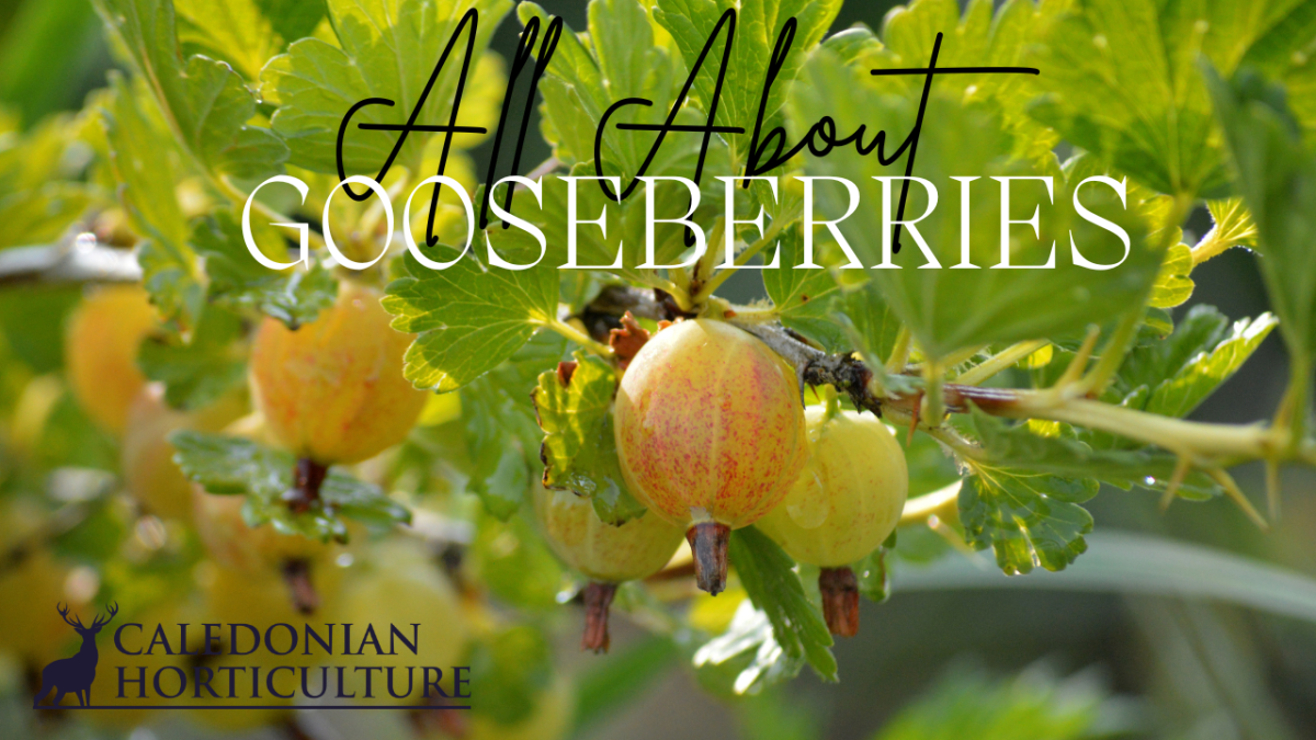 All About Series: Growing, Sowing, Caring For&nbsp;Gooseberries