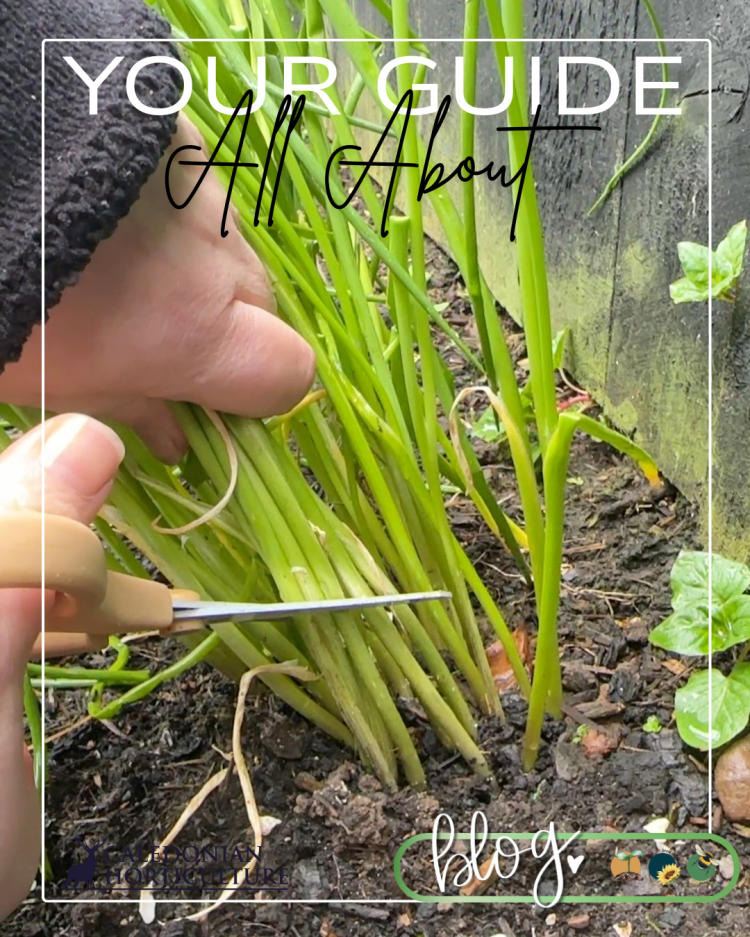 All About Series: Growing, Sowing, Caring For Chives