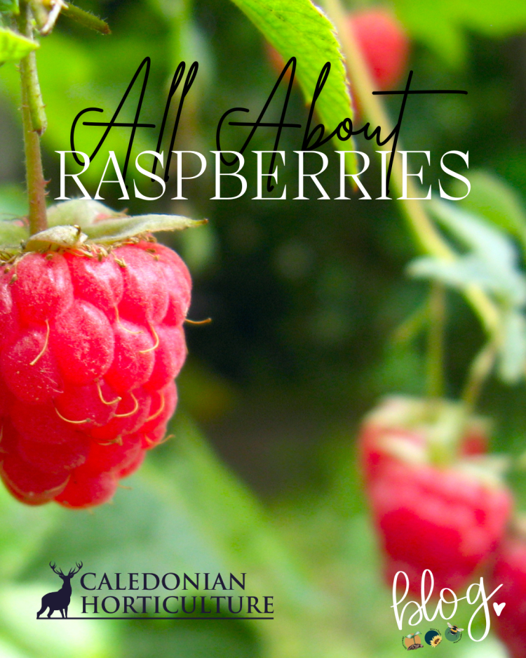 All About Series: Raspberries
