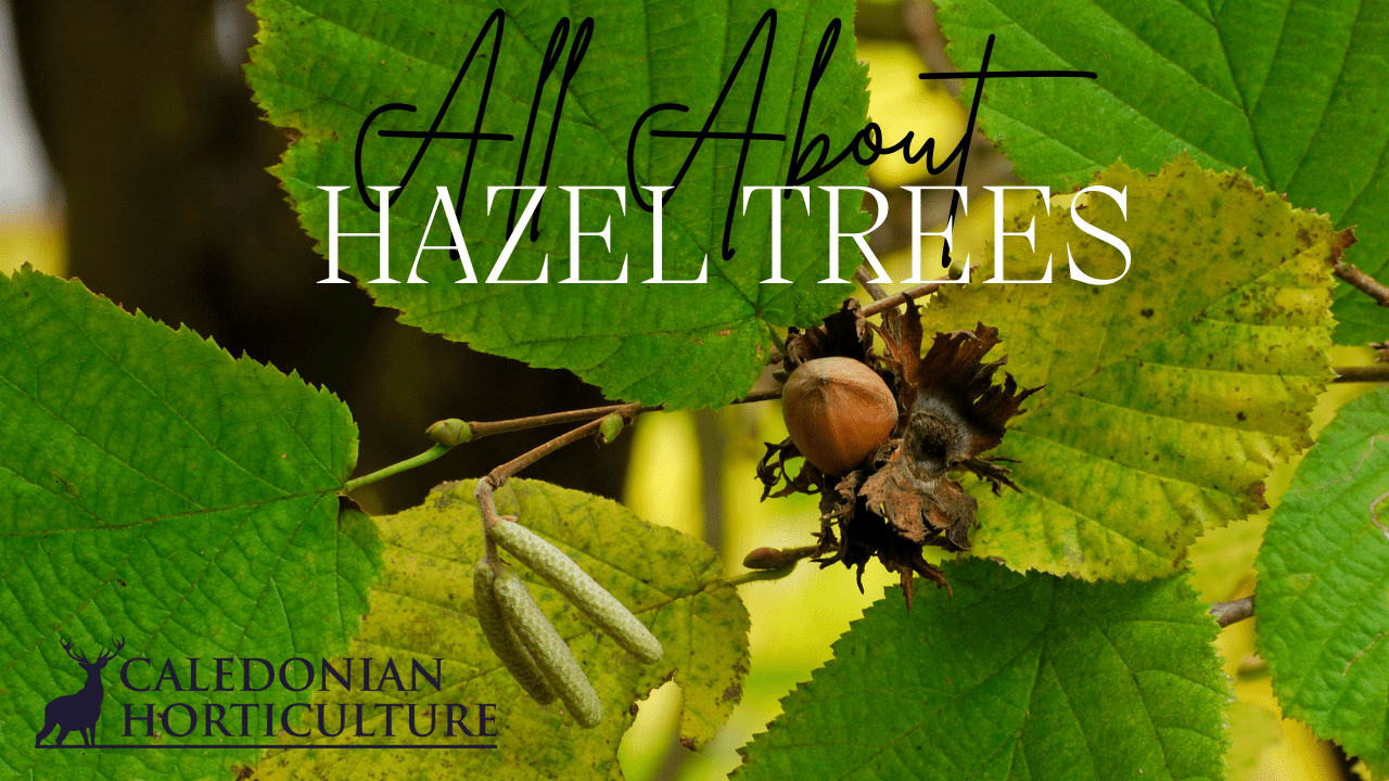 All About Series: Growing, Sowing, Caring For Hazel Trees