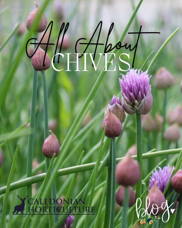 All About Series: Chives