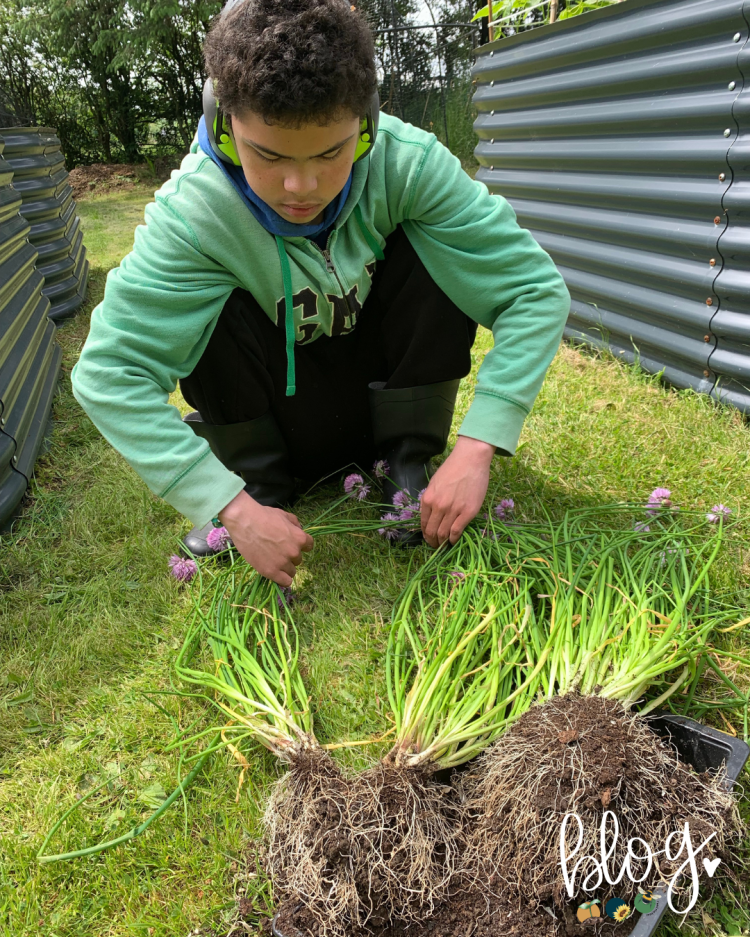 All About Series: Chives