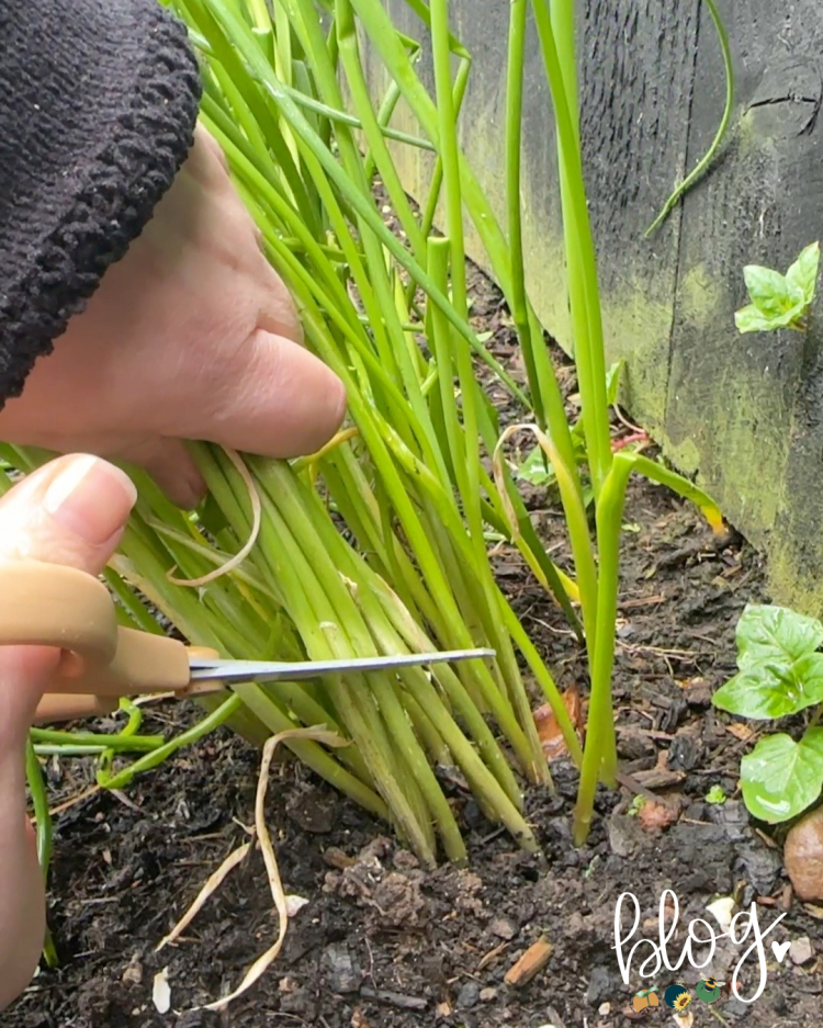 All About Series: Chives